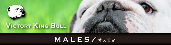 MALES／オス犬