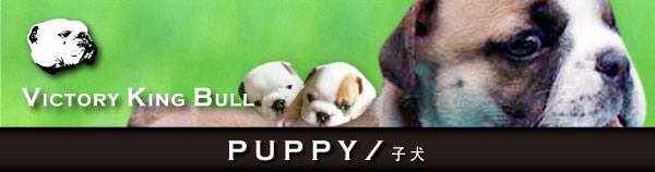 PUPPY／子犬
